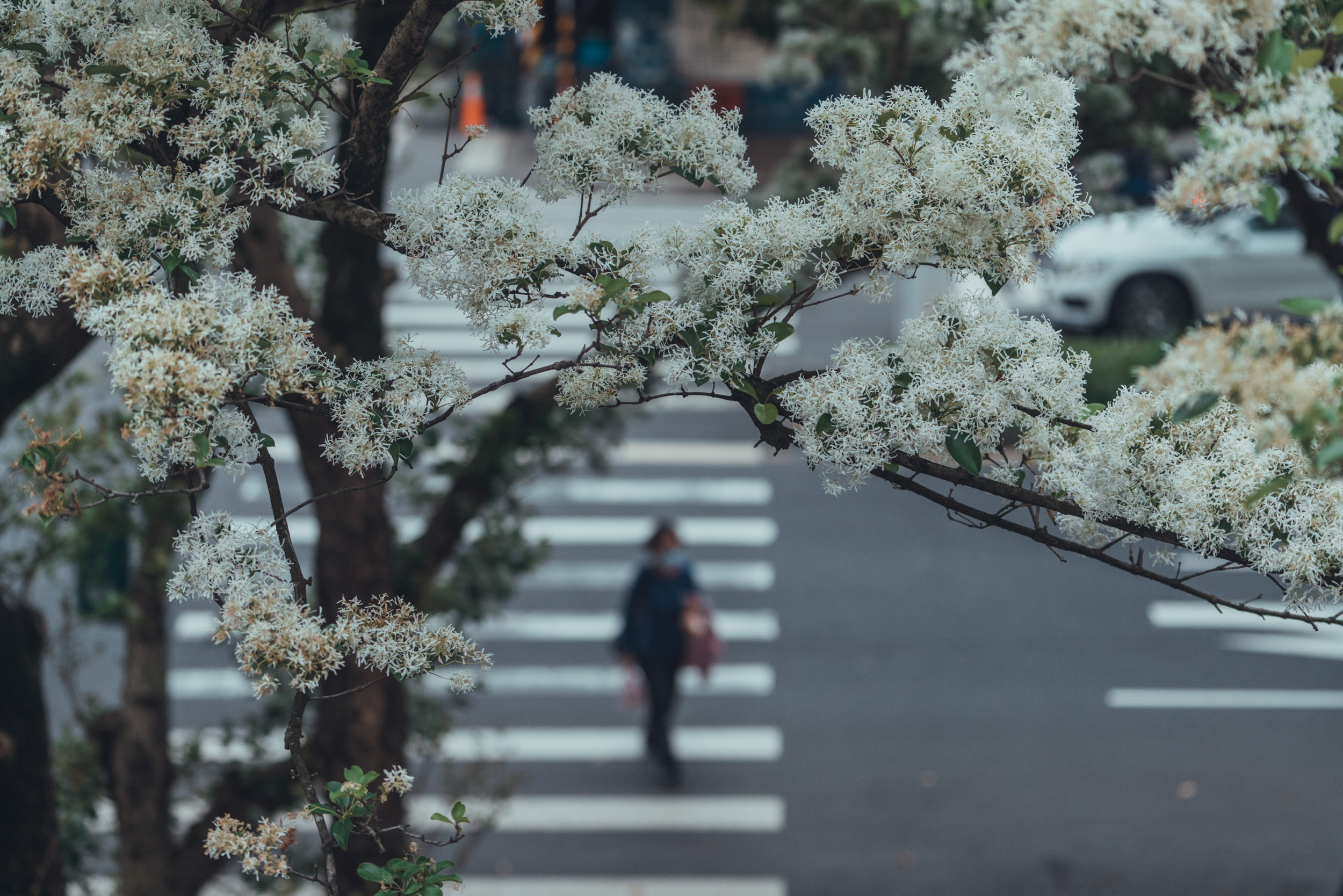 文化銀行｜《有樹的日子》臺北市樹木保護月曆